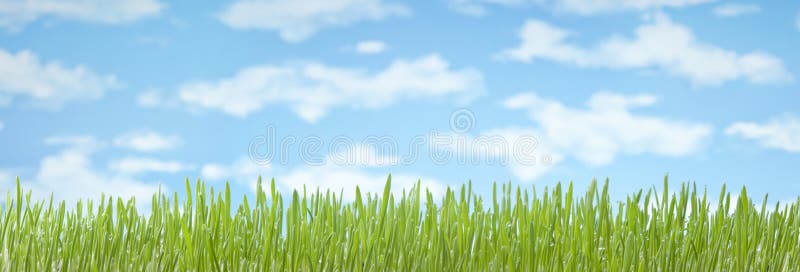 Fond de bannière de ciel d'herbe photographie stock libre de droits Fond de bannière de ciel d'herbe photographie stock libre de droits