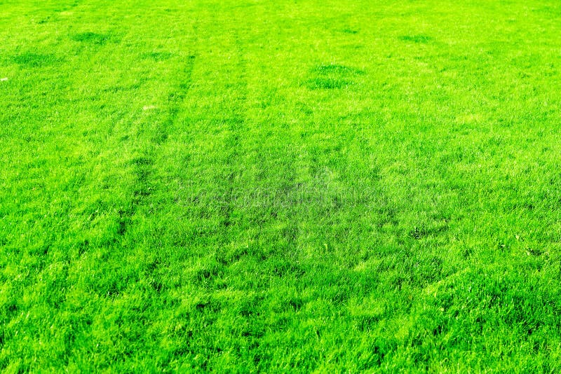 Fond de champ d'herbe, pelouse parfaite d'arri?re-cour photos libres de droits Fond de champ d'herbe, pelouse parfaite d'arri?re-cour photos libres de droits