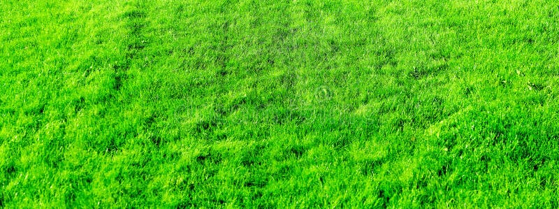 Fond de champ d'herbe, pelouse parfaite d'arri?re-cour photographie stock libre de droits Fond de champ d'herbe, pelouse parfaite d'arri?re-cour photographie stock libre de droits