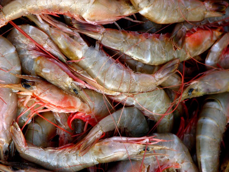 Fond de crevettes roses images stock Fond de crevettes roses images stock