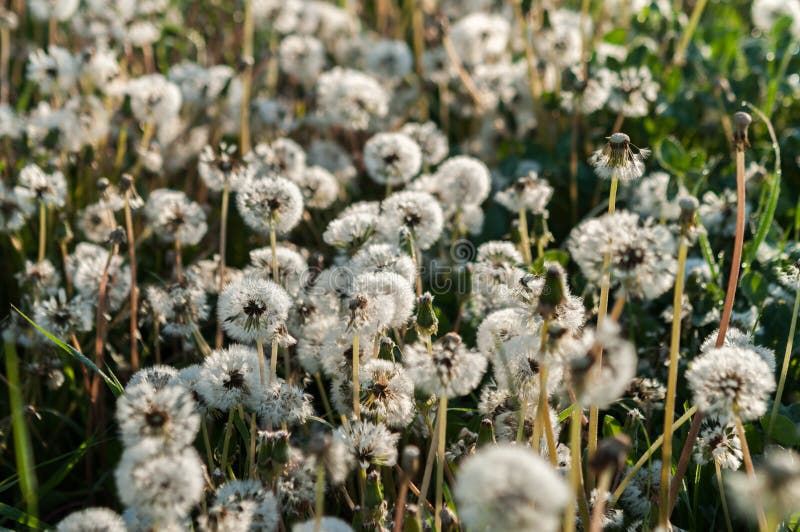 fond de fleur de pissenlit du paysage d'été image libre de droits fond de fleur de pissenlit du paysage d'été image libre de droits