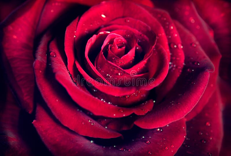 Fond de fleur de rose de rouge photos stock Fond de fleur de rose de rouge photos stock