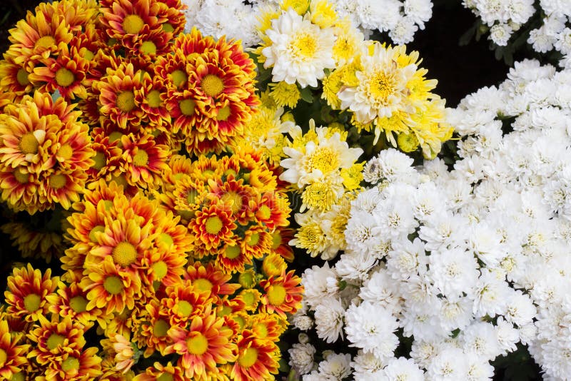 Fond de fleurs fraîches orange, rouge, blanc, chrysanthème, photo libre de droits Fond de fleurs fraîches orange, rouge, blanc, chrysanthème, photo libre de droits