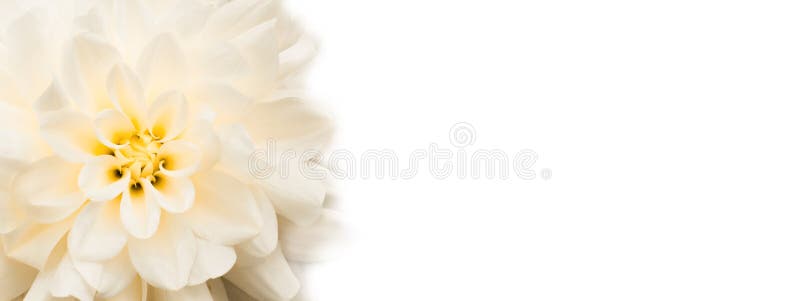 Fond de flori. floarea albă de dahlia proaspătă cu detalii galbene pentru panorama panorama cu specimene cu specimene cu specimene stock photos