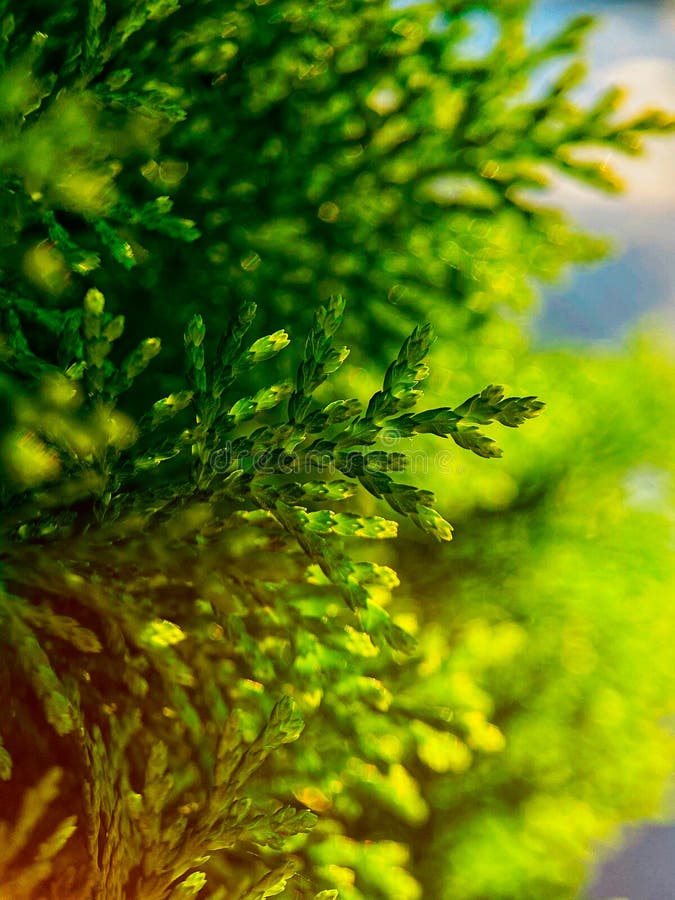 Fond de frunziș abstract cu spațiu de leavescopie verde pentru bannere pe verticală organică tipică stock photos
