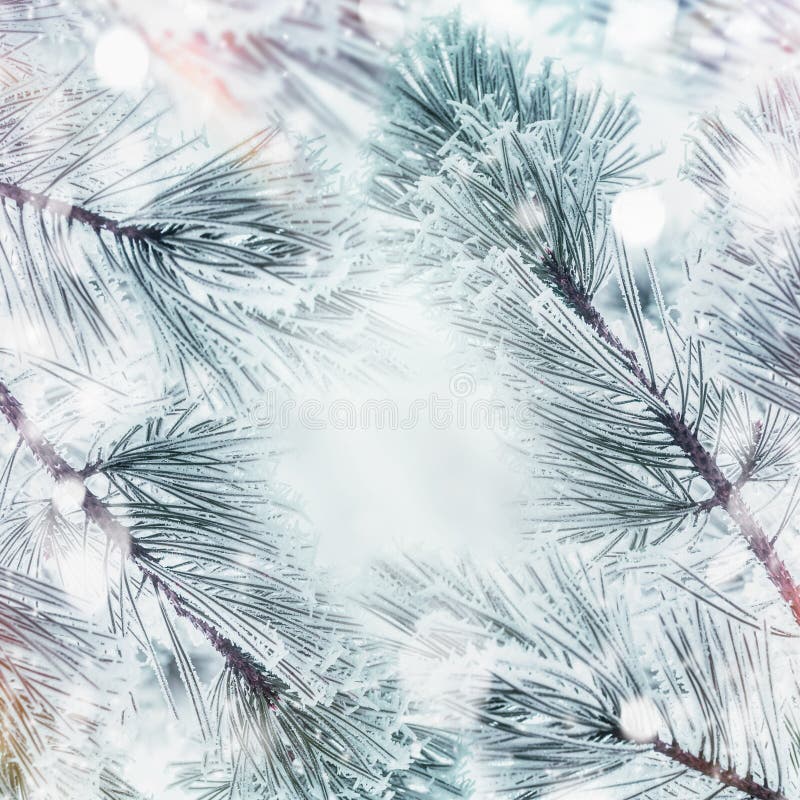 Fond de nature d'hiver avec les branches congelées par cadre des cèdres ou sapin avec la neige image libre de droits Fond de nature d'hiver avec les branches congelées par cadre des cèdres ou sapin avec la neige image libre de droits