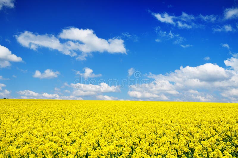 Fond de nature de zone de Canola photos stock Fond de nature de zone de Canola photos stock