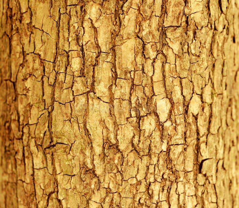 Fond de papier peint de nature de texture d'écorce d'arbre de Brown photographie stock Fond de papier peint de nature de texture d'écorce d'arbre de Brown photographie stock