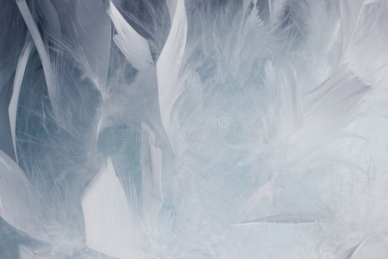 Fond de pene alb și negru abstract. design de modă cu pene pufoase, cu textură de pastel boem de tip boem royalty free stock image