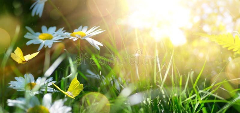 Fond de ressort ou de nature d'été avec les fleurs blanches de floraison et piloter le papillon contre la lumière du soleil de le