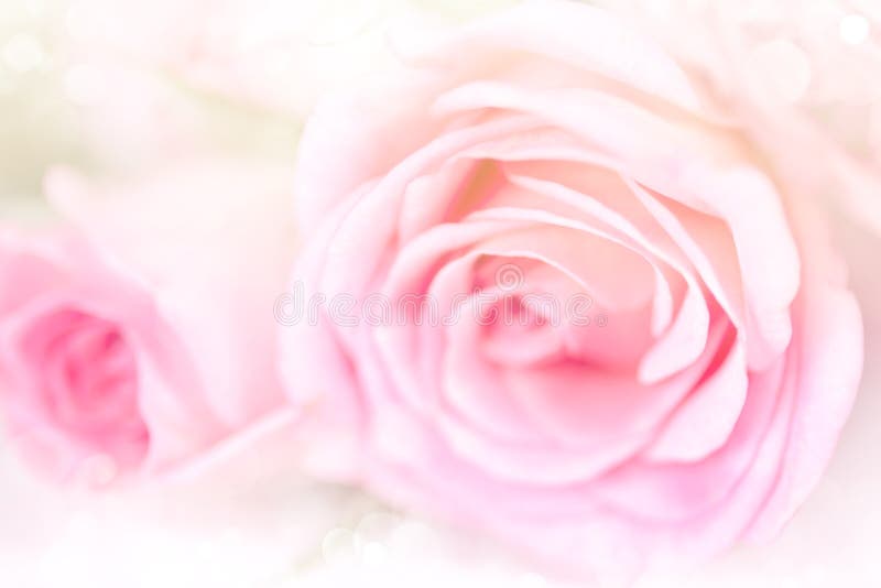Fond de roses de fleur avec la couleur rose douce photos libres de droits Fond de roses de fleur avec la couleur rose douce photos libres de droits
