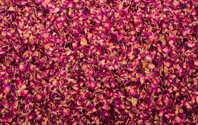 Fond des pétales de rose secs images libres de droits