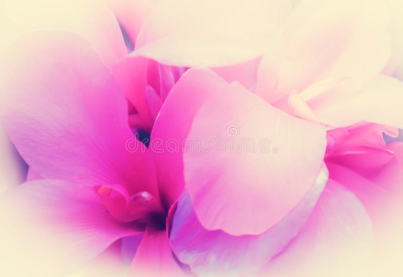 Fond doux de nature de pétale de foyer mou rose de fleur images stock Fond doux de nature de pétale de foyer mou rose de fleur images stock