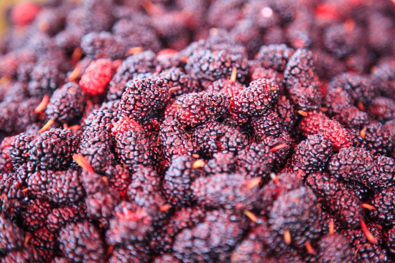 Fond doux pourpre rouge et foncé mûr de fruit de mûre de saveur Les prestations-maladie des mûres incluent, pour améliorer la dig photos libres de droits Fond doux pourpre rouge et foncé mûr de fruit de mûre de saveur Les prestations-maladie des mûres incluent, pour améliorer la dig photos libres de droits