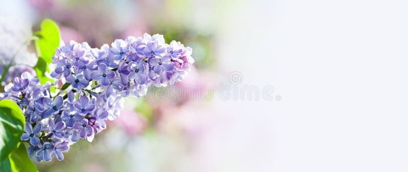 Fond floral de beau printemps avec le groupe de fleurs pourpres violettes Buisson de lilas vulgaris de floraison de Syringa images stock Fond floral de beau printemps avec le groupe de fleurs pourpres violettes Buisson de lilas vulgaris de floraison de Syringa images stock