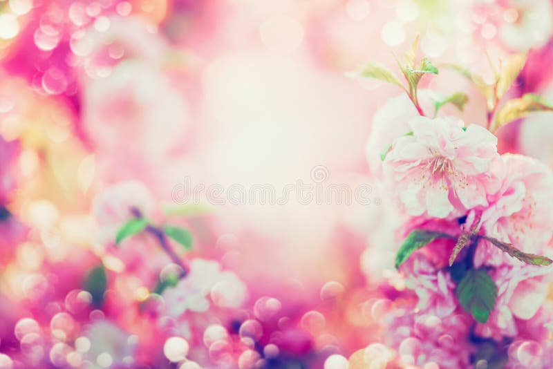 Fond floral de bel été avec la floraison rose, éclat du soleil