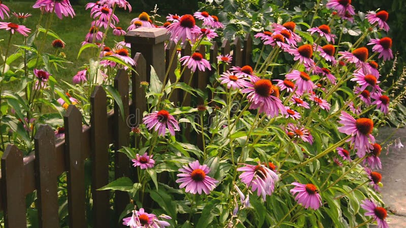 Fond floral de la fleur Garden clips vidéos