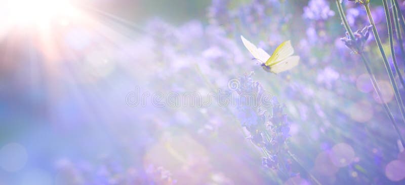 Fond floral de primăvară sau de vară, o floare de levănțică frumoasă împotriva sensului de soare de seară și a naturii fluturelui stock images
