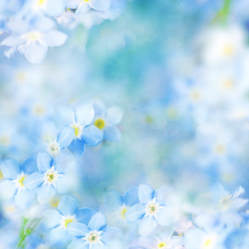 Fond floral doux d'imagination/fleurs bleues Defocused photographie stock libre de droits