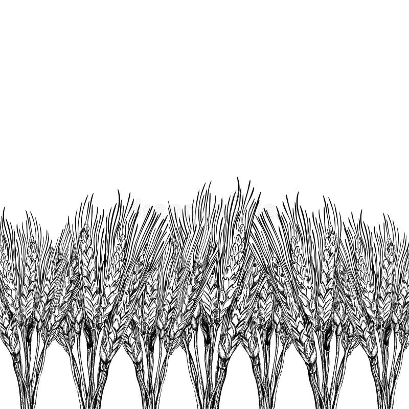 Fond gravé de blé illustration de vecteur Fond gravé de blé illustration de vecteur