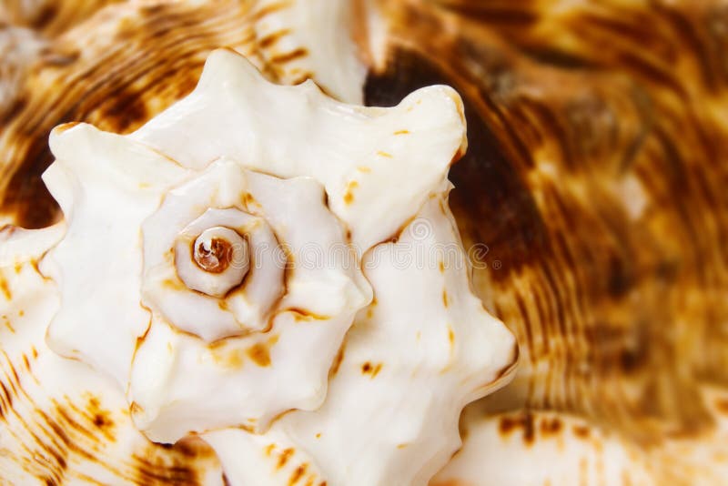 Marine sea shell closeup background, copy space. Marine sea shell closeup background, copy space