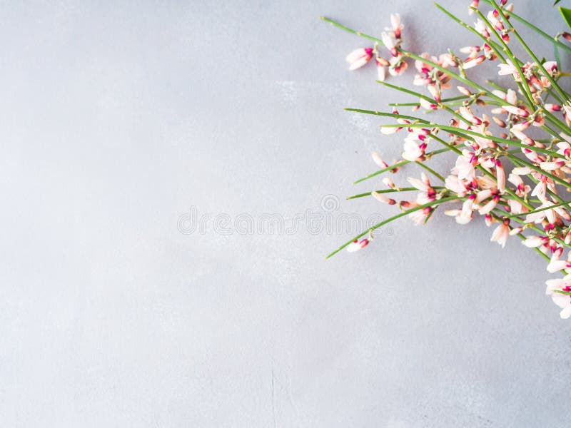 Fond minimal floral de couleur en pastel de balai de Pâques de ressort photographie stock libre de droits Fond minimal floral de couleur en pastel de balai de Pâques de ressort photographie stock libre de droits