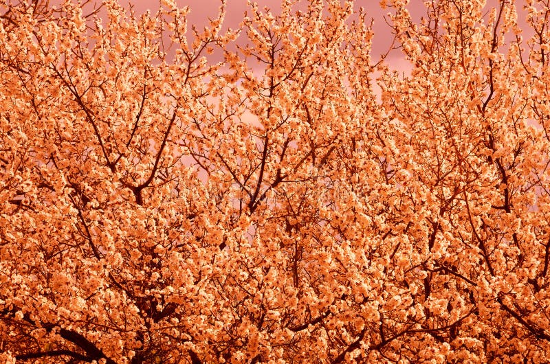 Fond natural constă dintr-un arbore dens înflorit în prelucrarea calculatoarelor. royalty free stock photo