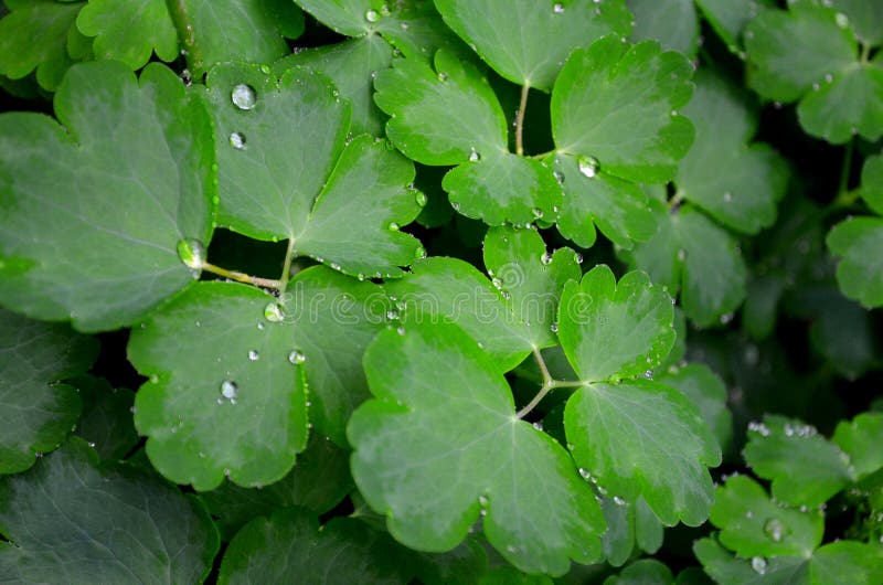 Fond natural natural constă în frunze acoperite cu picături de apă. stock images