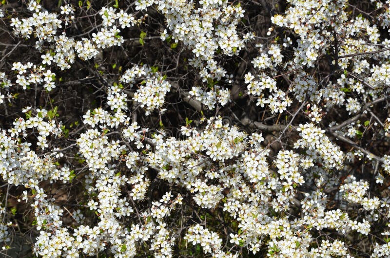 Fond natural de lumină constă într-un tufiș cu ghimpi negru înflorit. royalty free stock images