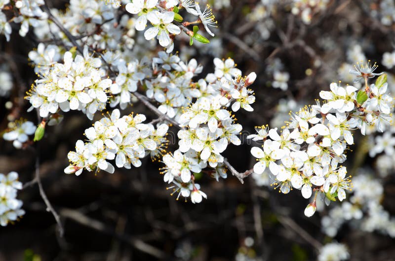 Fond natural de lumină constă într-un tufiș cu ghimpi negru înflorit. stock photo