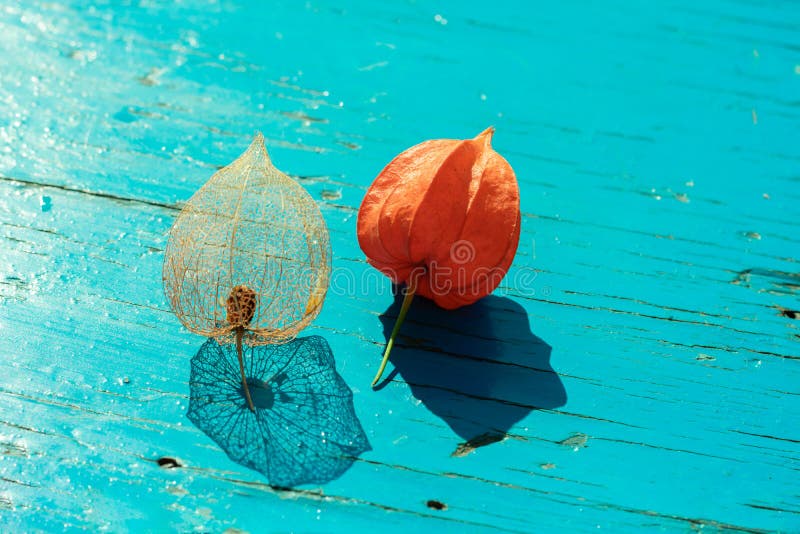 Fond natural floral compus din două flori de filigree cu coaja roșie, din filigree și din flori de filon albastru din lemn. flori stock photos
