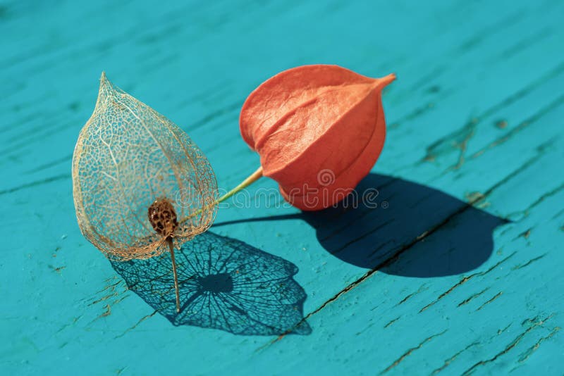 Fond natural natural, format din două flori de fileton roșu copt și delicat cu scheleton, cu umbre pe fond albastru de lemn royalty free stock photo