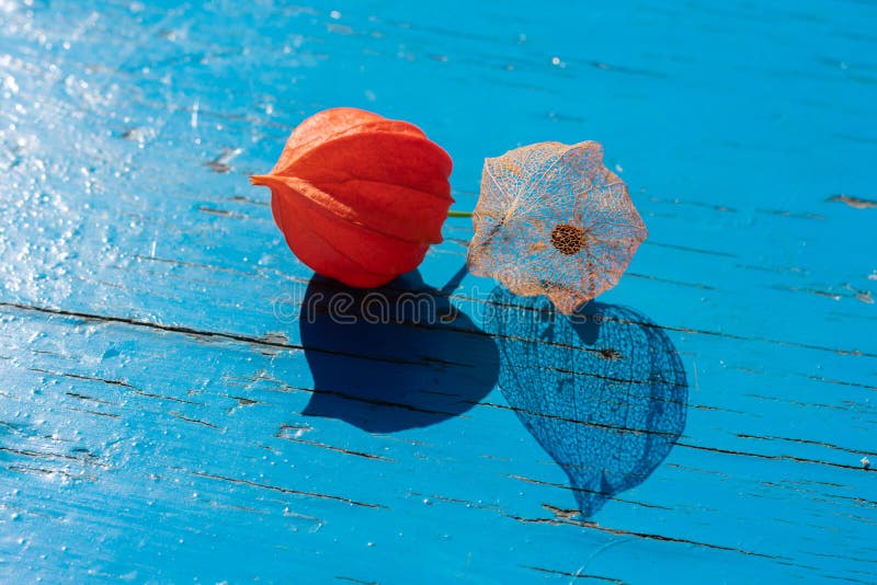 Fond natural format din două flori de fileuri coapte roșii și delicate, din material textil, din lemn albastru. retroiluminare royalty free stock image