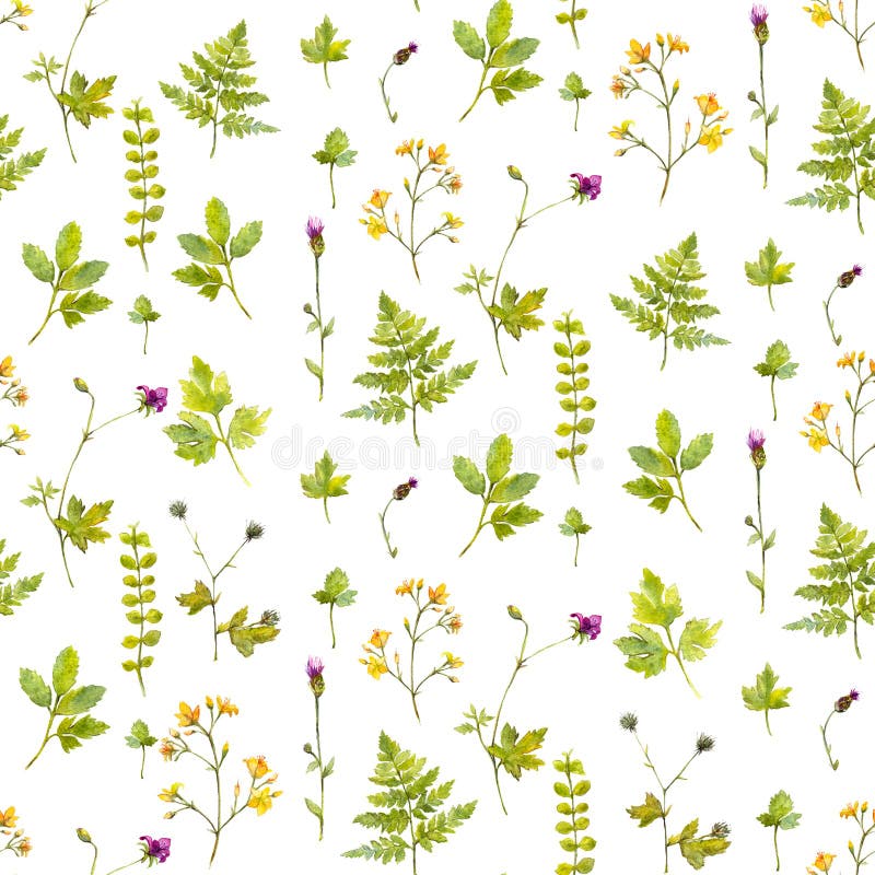 Fond naturel avec les fleurs sauvages, les plantes et les feuilles de fougère Modèle sans couture botanique d'aquarelle avec pein illustration stock Fond naturel avec les fleurs sauvages, les plantes et les feuilles de fougère Modèle sans couture botanique d'aquarelle avec pein illustration stock