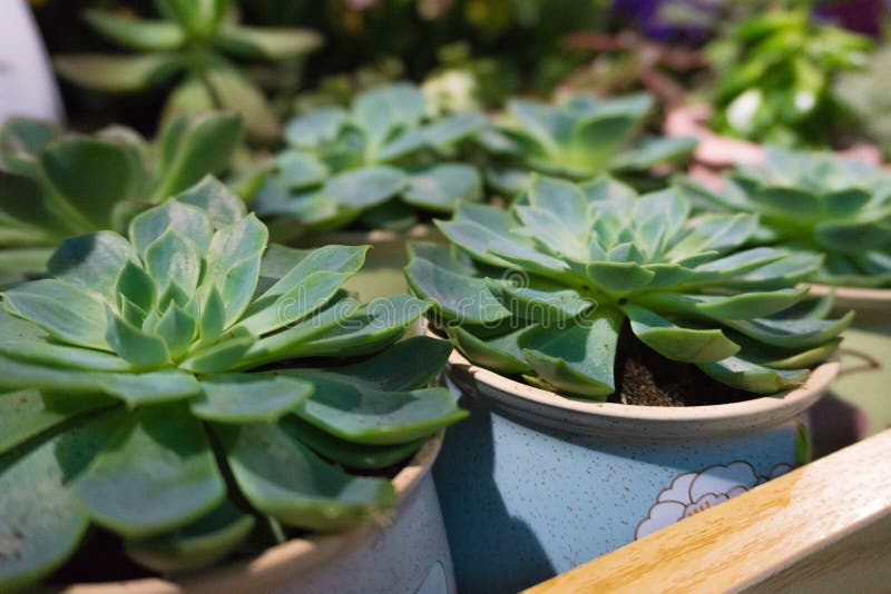 Fond Naturel Cactus Plante Succulente. Belle Echeveria Floraison