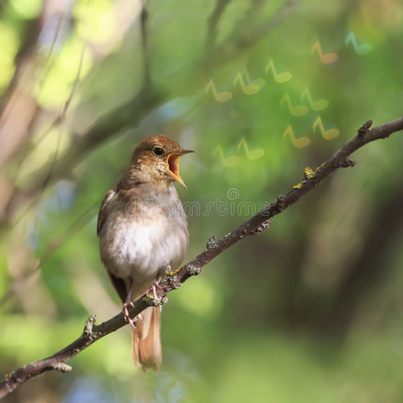 Fond naturel conceptuel avec un rossignol d'oiseaux en chantant une chanson reposant sur une succursale dans une version ensoleill