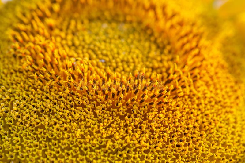 Fond naturel de tournesol Floraison de tournesol Plan rapproch? de tournesol image stock Fond naturel de tournesol Floraison de tournesol Plan rapproch? de tournesol image stock
