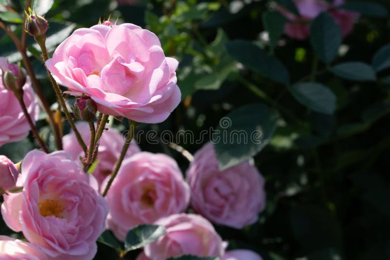 Fond naturel E photos stock Fond naturel E photos stock