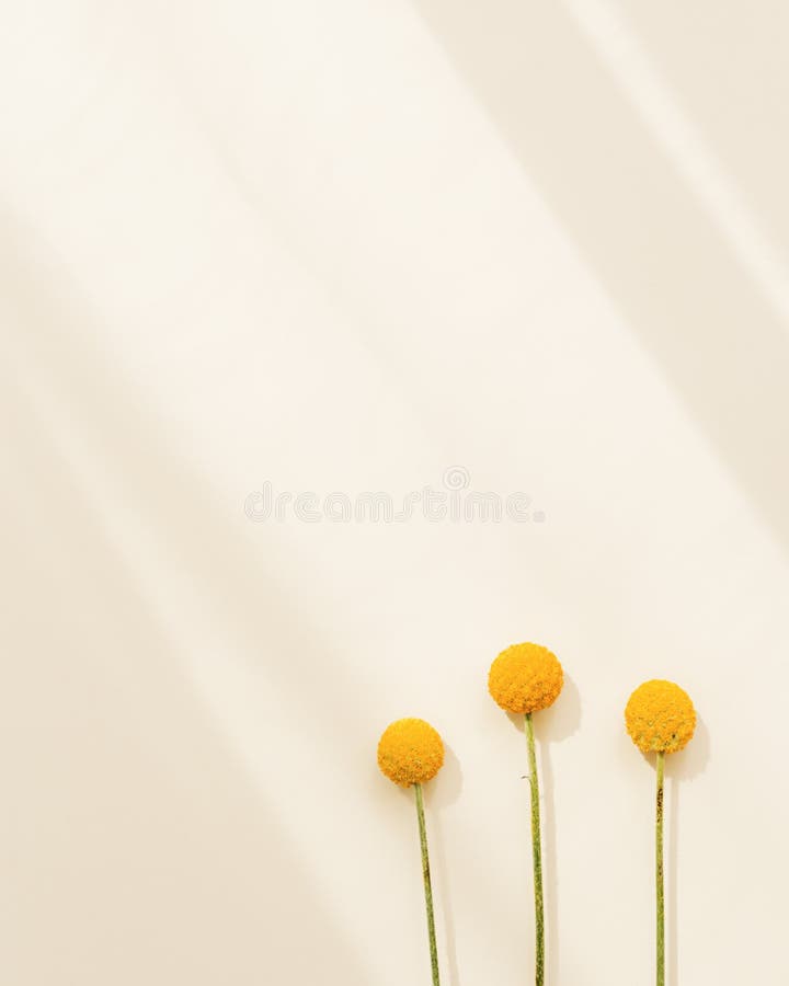 Fond naturel minimal avec fleurs de craspedia jaune sur couleur beige. lumière du soleil en fleurs et ombres. fleur vive avec lumière du soleil et ombres image couleur pastel et tons neutres.