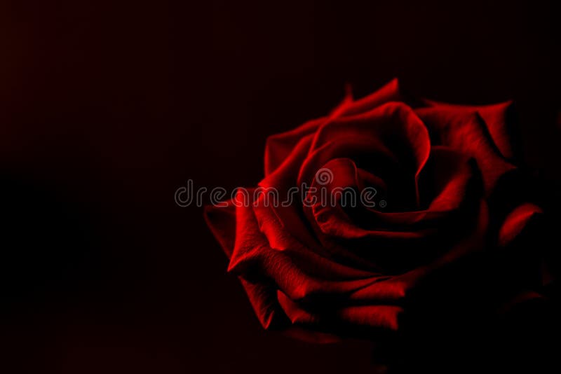 Fond noir rouge de Rose image stock. Image du tony, vivacité - 49940319