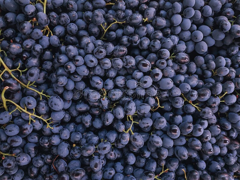 Fond pourpre doux organique cru de raisins photo libre de droits