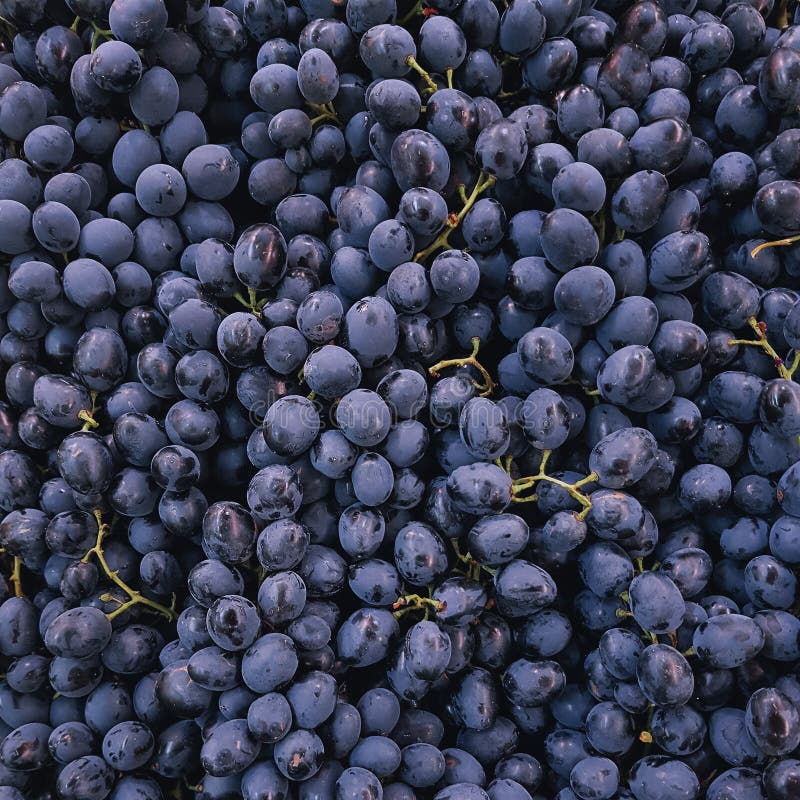 Fond pourpre doux organique cru de raisins images stock