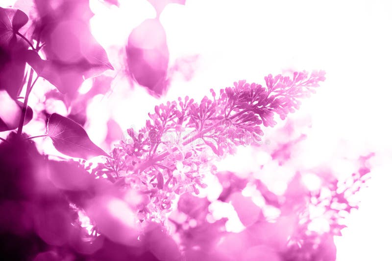 Fond pourpre lumineux de résumé avec le lilas images stock Fond pourpre lumineux de résumé avec le lilas images stock