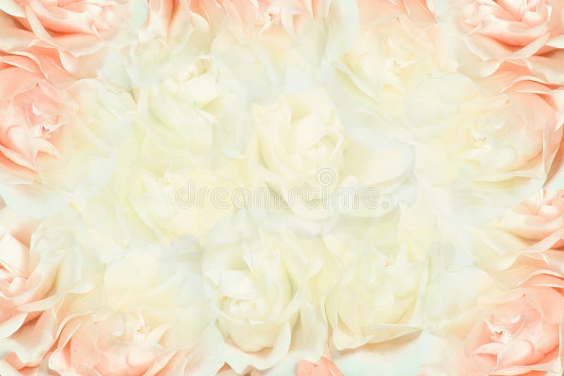 Beautiful pink and white roses background. Beautiful pink and white roses background