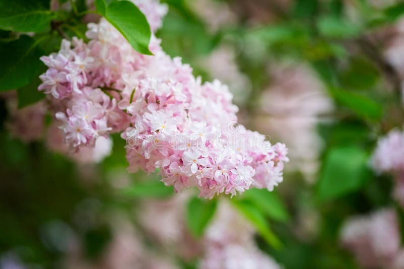 Fond rose se développant de fleur, papier peint naturel Jardin lilas fleurissant de branche au printemps image libre de droits Fond rose se développant de fleur, papier peint naturel Jardin lilas fleurissant de branche au printemps image libre de droits