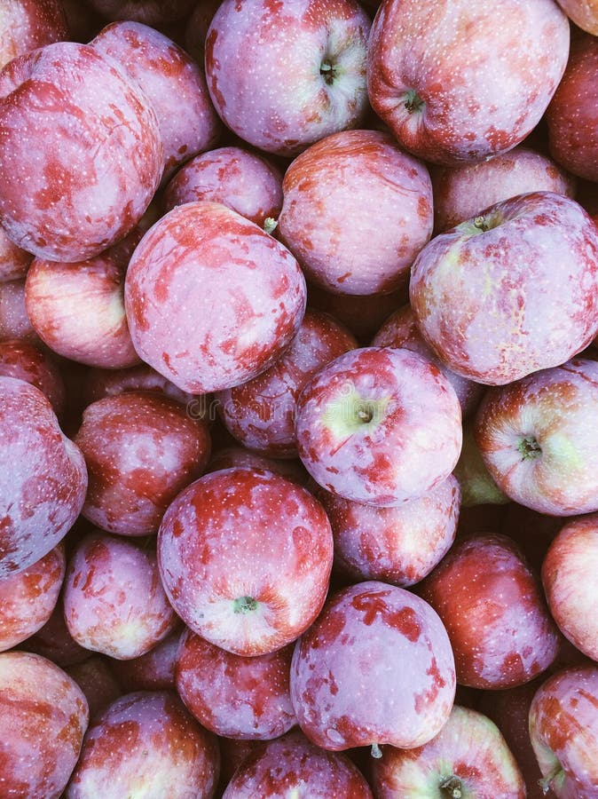 Fond rouge foncé de pommes de bel automne spartiate images stock Fond rouge foncé de pommes de bel automne spartiate images stock