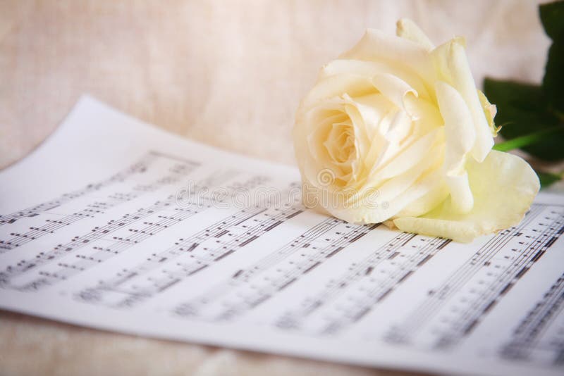 Fond sensible avec la rose blanche et les notes musicales photos stock Fond sensible avec la rose blanche et les notes musicales photos stock