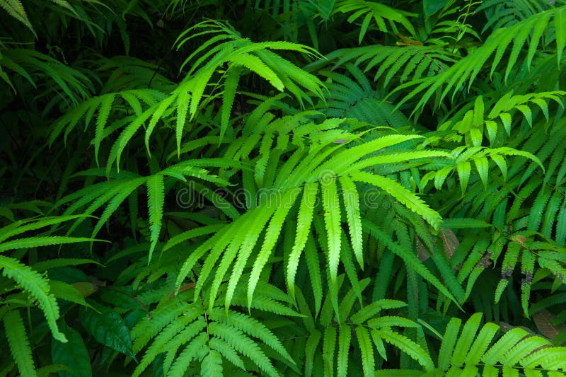 Fond tropical de feuillage vert de feuilles de fougères. Forêt tropicale