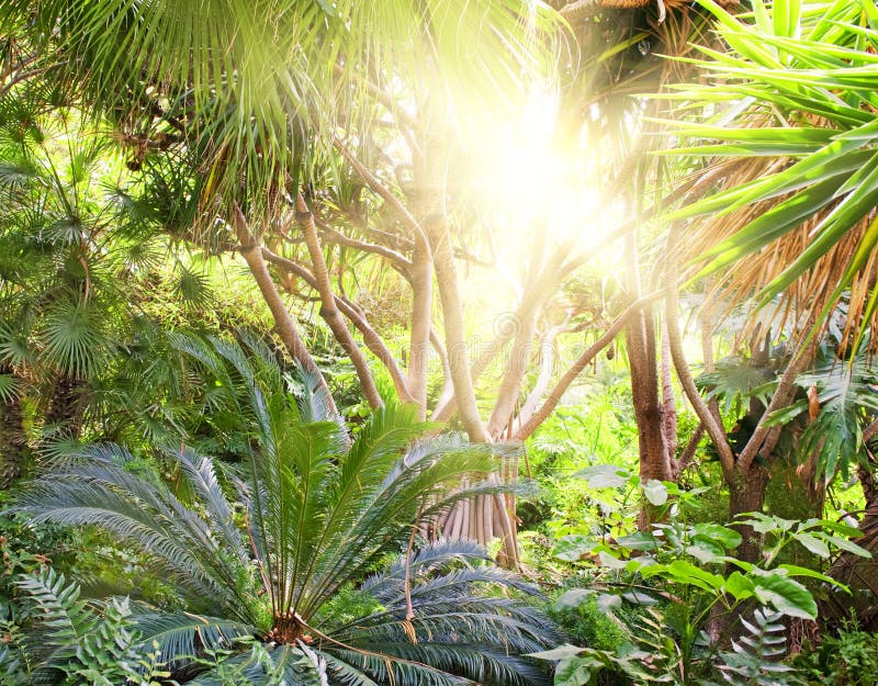 Fond tropical de forêt photo libre de droits Fond tropical de forêt photo libre de droits