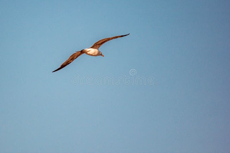 Fond un beau ciel bleu d'été sans nuage, pour décrire une mouette volante frappée par le soleil image libre de droits Fond un beau ciel bleu d'été sans nuage, pour décrire une mouette volante frappée par le soleil image libre de droits